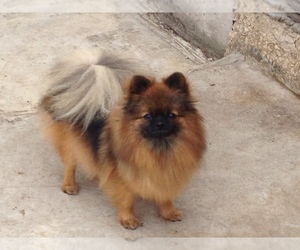 Mother of the Pomeranian puppies born on 10/04/2019