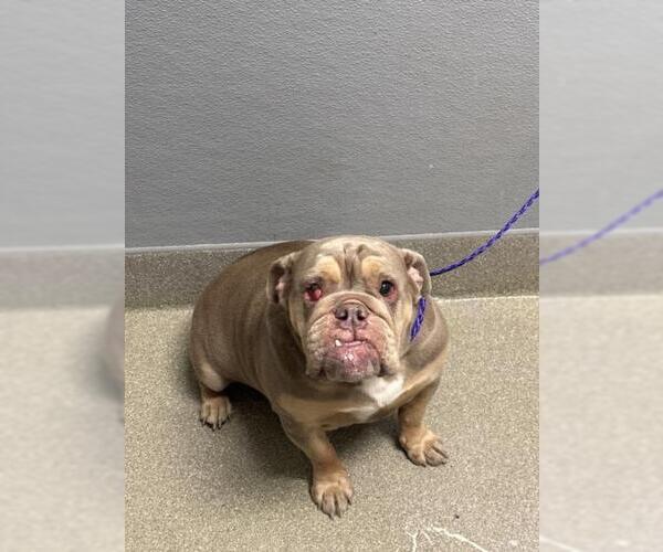 Medium Photo #1 Bulldog-Unknown Mix Puppy For Sale in Las Vegas, NV, USA