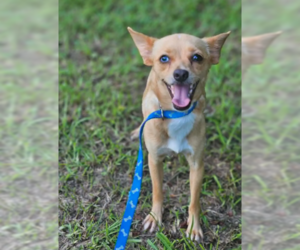 Chihuahua-Unknown Mix Dogs for adoption in Wakefield, RI, USA