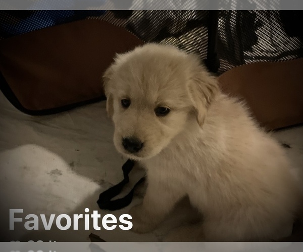Medium Photo #3 English Cream Golden Retriever Puppy For Sale in YUMA, AZ, USA