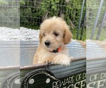 Small Photo #11 Goldendoodle (Miniature) Puppy For Sale in PORT CHARLOTTE, FL, USA