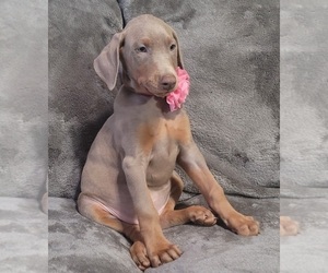 Doberman Pinscher Puppy for sale in POMEROY, OH, USA