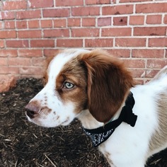 Brittany Puppy for sale in GREENVILLE, SC, USA