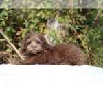 Small #28 ShihPoo