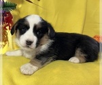 Small Photo #2 Cardigan Welsh Corgi Puppy For Sale in DEARBORN, MO, USA