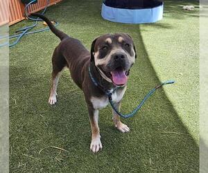 American Pit Bull Terrier-Unknown Mix Dogs for adoption in Las Vegas, NV, USA