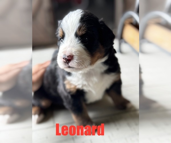 Medium Photo #8 Bernese Mountain Dog Puppy For Sale in EVART, MI, USA