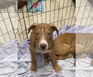 Mutt Dogs for adoption in Jackson Township, NJ, USA