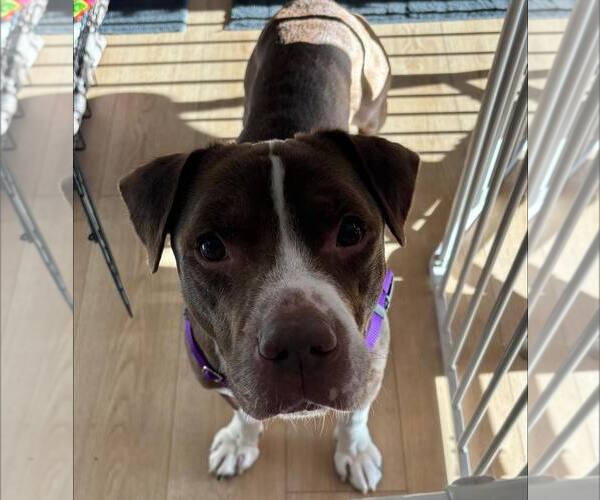 Medium Photo #3 Mutt Puppy For Sale in Crete, IL, USA