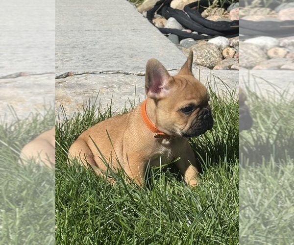 Medium Photo #8 French Bulldog Puppy For Sale in AURORA, CO, USA