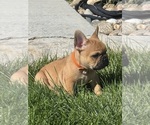 Bruno - Male French Bulldog Puppy for Sale - Photo #8