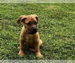 Puppy Puppy 3 Cane Corso