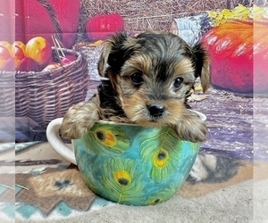 Morkie Puppy for sale in CASSVILLE, MO, USA