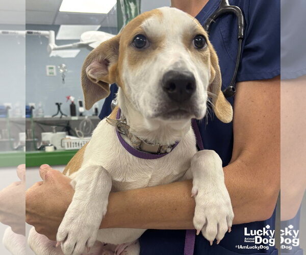 Medium Photo #2 Labrador Retriever-Unknown Mix Puppy For Sale in Washington, DC, USA