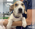 Small #1 Labrador Retriever Mix