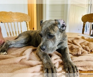 Cane Corso Puppy for sale in ANSON, TX, USA