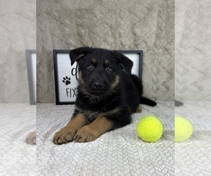 German Shepherd Dog Puppy for sale in INDIANAPOLIS, IN, USA