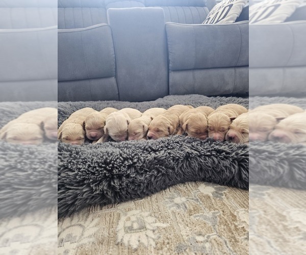 Medium Photo #11 Golden Retriever Puppy For Sale in ELVERTA, CA, USA