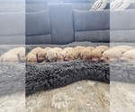 Small #10 Golden Retriever