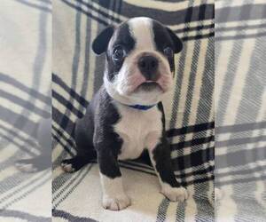 Boston Terrier Puppy for sale in BROOKSVILLE, FL, USA