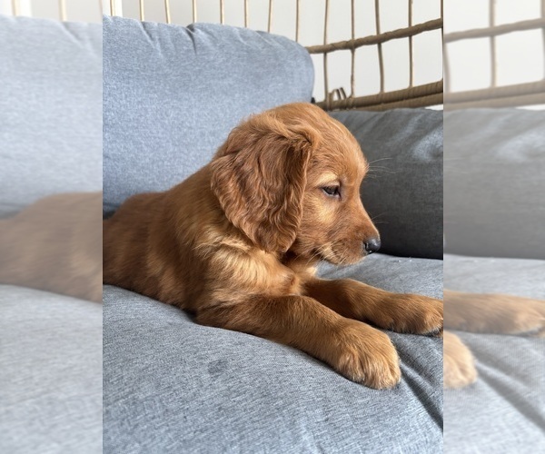 Medium Photo #3 Golden Retriever Puppy For Sale in INDIANAPOLIS, IN, USA