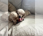 Small Photo #11 Golden Retriever Puppy For Sale in MIDLAND, MI, USA