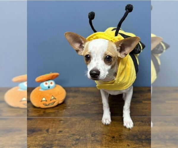 Medium Photo #3 Chihuahua-Unknown Mix Puppy For Sale in Lakewood, CO, USA