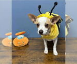 Small #2 Chihuahua Mix
