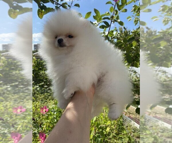 Medium Photo #15 Miniature Spitz Puppy For Sale in Chisinau, Chisinau Municipality, Moldova