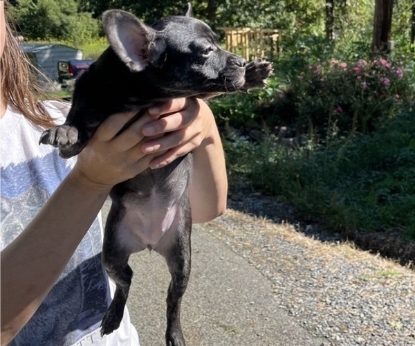 Medium Photo #3 French Bullhuahua Puppy For Sale in SPRAGGS, PA, USA