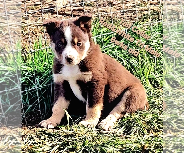 Medium Photo #3 Border Collie Puppy For Sale in BYBEE, TN, USA