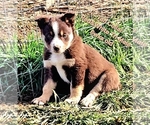 Small #2 Border Collie