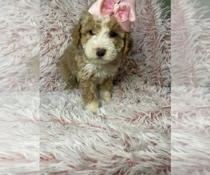 Miniature Australian Shepherd-Poodle (Toy) Mix Puppy for sale in BEECH GROVE, IN, USA