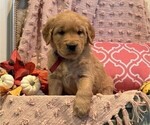 Image preview for Ad Listing. Nickname: Sadie