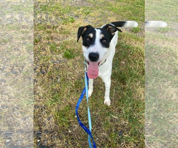 Medium Photo #2 Mutt Puppy For Sale in Pottstown, PA, USA