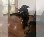 Small #4 German Shepherd Dog