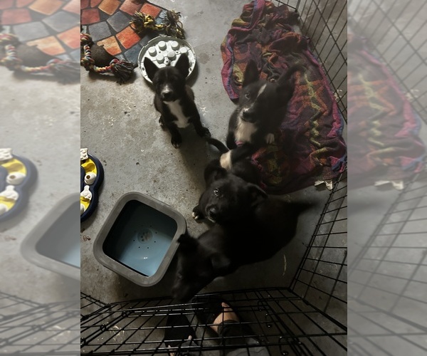 Medium Photo #7 Shollie Puppy For Sale in LUTZ, FL, USA