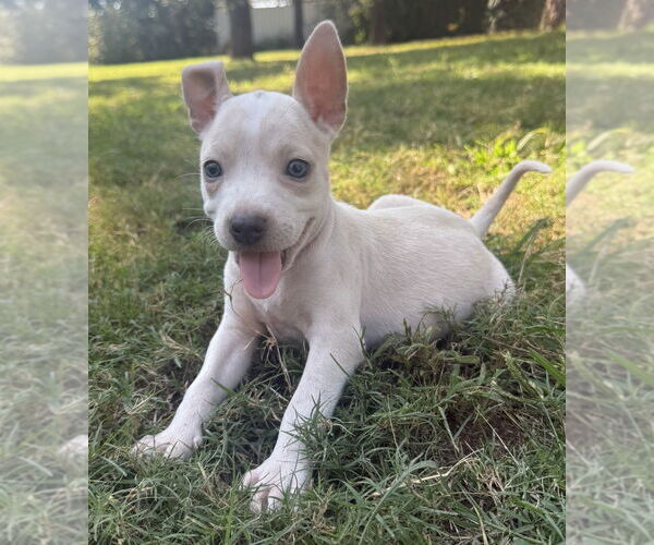 Medium Photo #9 Bullboxer Pit Puppy For Sale in OKLAHOMA CITY, OK, USA