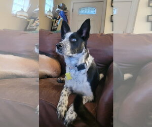 Ancel Adams - Male Mutt Dog for Adoption - Photo #6