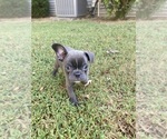 Small #5 Faux Frenchbo Bulldog