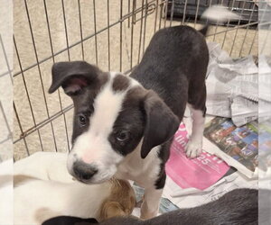 Border Collie-Unknown Mix Dogs for adoption in House Springs, MO, USA