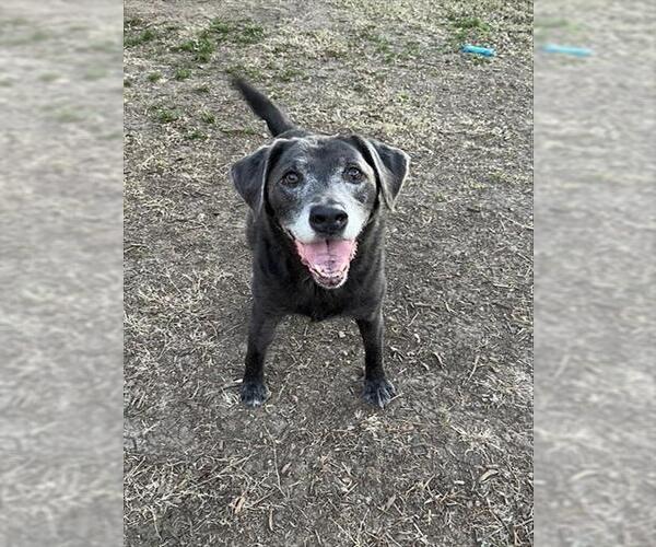 Medium Photo #1 Labrador Retriever-Unknown Mix Puppy For Sale in Plano, TX, USA
