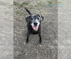 Labrador Retriever-Unknown Mix Dogs for adoption in Plano, TX, USA