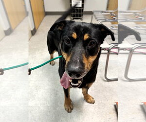 Mutt Dogs for adoption in Houston, TX, USA