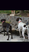 Small Photo #4 German Shorthaired Pointer Puppy For Sale in PRINEVILLE, OR, USA