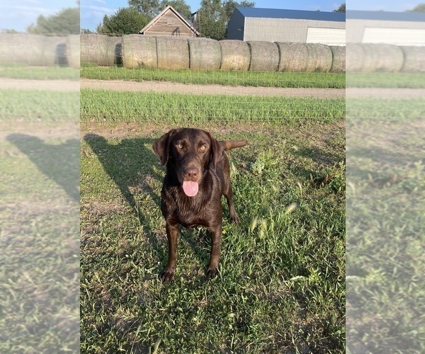 Medium Photo #1 Labrador Retriever Puppy For Sale in DIMOCK, SD, USA