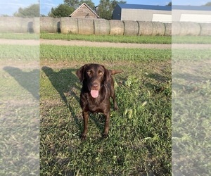 Mother of the Labrador Retriever puppies born on 08/07/2026