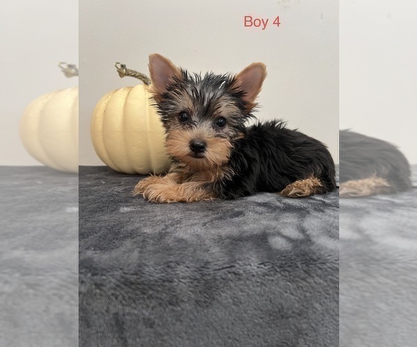 Medium Photo #2 Yorkshire Terrier Puppy For Sale in BEECH GROVE, IN, USA