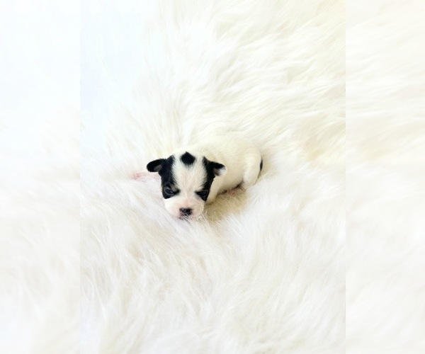 Medium Photo #1 Chihuahua Puppy For Sale in SACRAMENTO, CA, USA