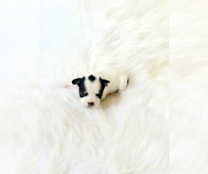 Chihuahua Puppy for sale in SACRAMENTO, CA, USA